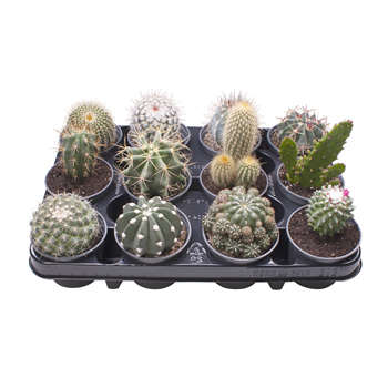 Kaktus mix F00000912