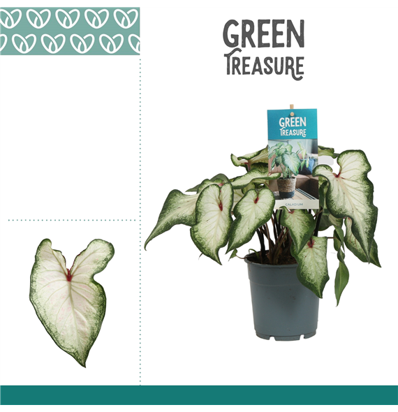 Caladium F00000829