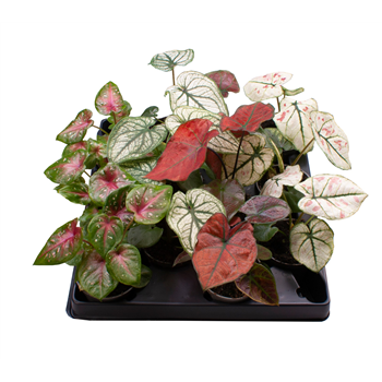 Caladium mix F00002011