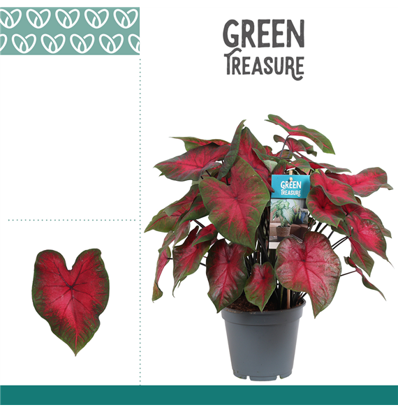 Caladium F00000832