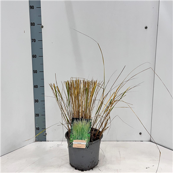 Calamagrostis acutiflora 'Overdam' F00005785