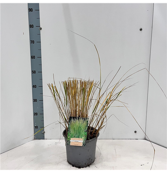 Calamagrostis acutiflora 'Overdam' F00005785