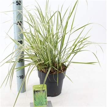 Calamagrostis acutiflora 'Overdam' F00005784