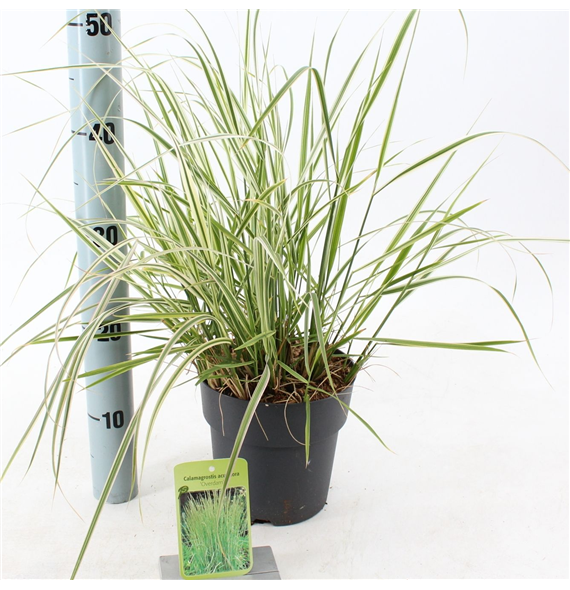 Calamagrostis acutiflora 'Overdam' F00005784