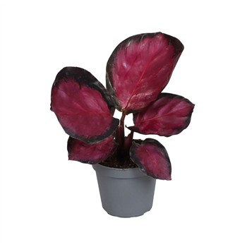 Kalateja 'Mystery Red' F00005048