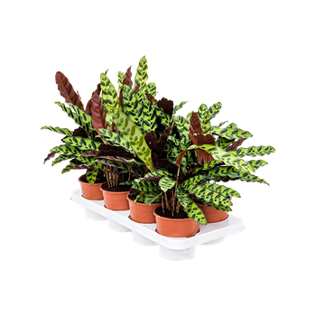 Kalateja insignis 8/tray 4CALIBP05