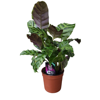 Kalateja lietzei 'Greenstar' F00004443