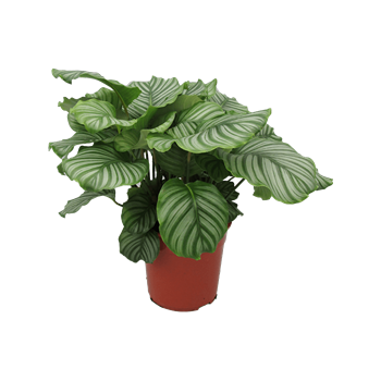 Kalateja orbifolia 4CALOBU05