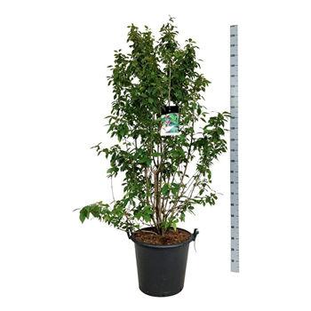 Callicarpa bodinieri 'Profusion' F00007086
