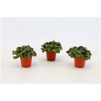 Callisia 'Turtle' F00000404