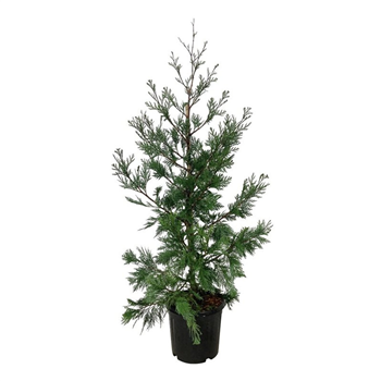 Calocedrus decurrens 'Pillar' F00007031