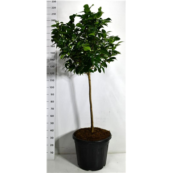 Camellia japonica 'Debbie' F00006522