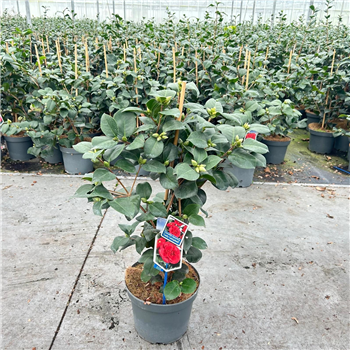 Camellia japonica 'Lady Campbell' F00005801