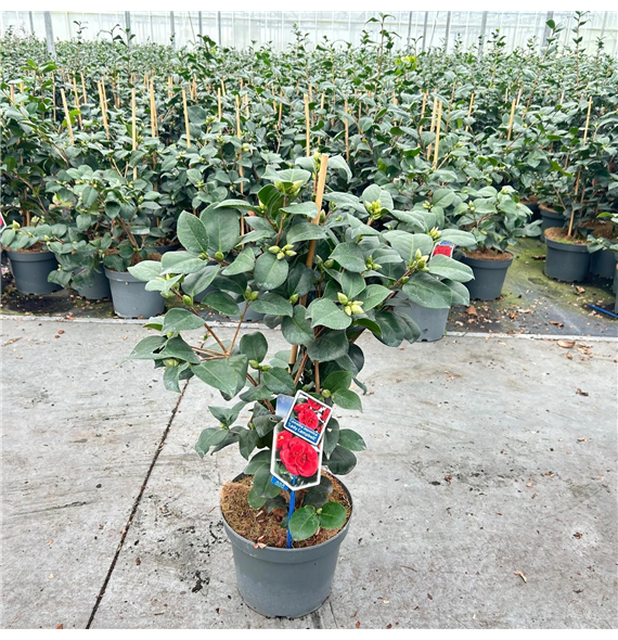 Camellia japonica 'Lady Campbell' F00005801