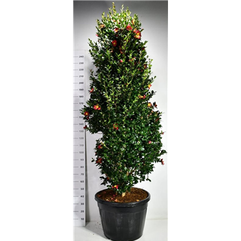 Camellia vernalis 'Yuletide' F00006525