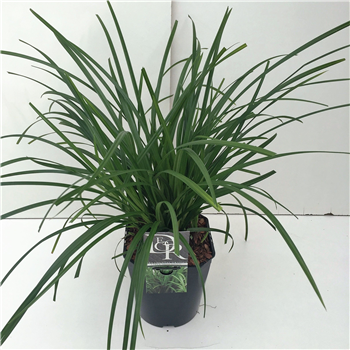 Carex Irisch Green F00005347