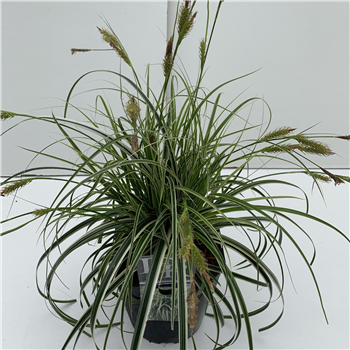 Carex comans 'Feather Falls' F00004041
