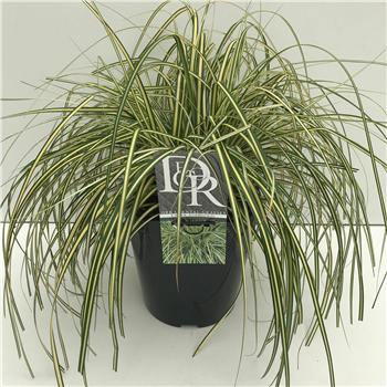 Carex hachijoensis 'Evergold' F00003972