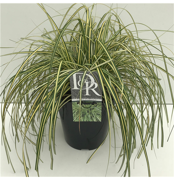 Carex hachijoensis 'Evergold' F00003972