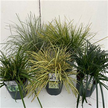 Carex mix F00004045