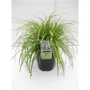 Carex oshimensis 'Evercolor Everillo' F00003970