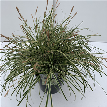 Carex oshimensis 'Evercream' F00004031