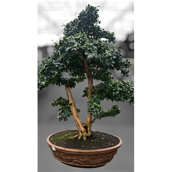 Carmona retusa 'macrophylla' F00007625