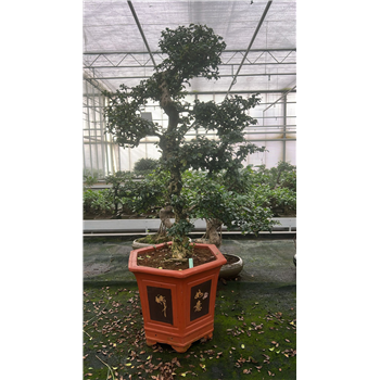 Carmona retusa 'macrophylla' F00007613