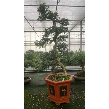 Carmona retusa 'macrophylla' F00007614