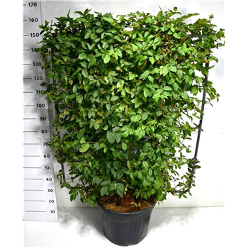 Carpinus betulus F00005953