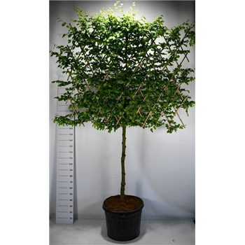 Carpinus betulus F00006125