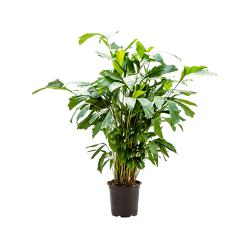 Caryota mitis 4CAMIBU63