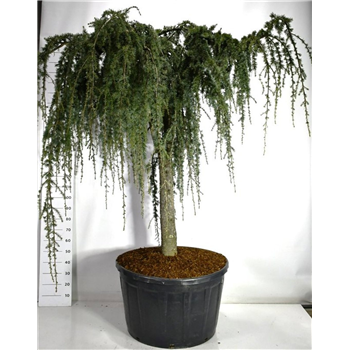 Cedrus atlantica 'Glauca Pendula' F00006652