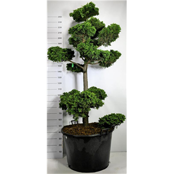 Chamaecyparis obtusa 'Contorta' F00005997