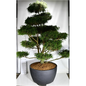 Chamaecyparis pisifera 'Filifera Nana' F00006635