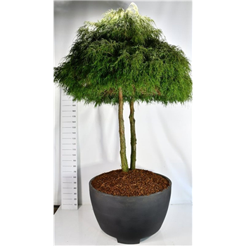 Chamaecyparis pisifera 'Filifera Nana' F00006636