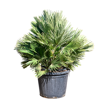 Chamaerops humilis 'Vulcano' 5CHVUBU25