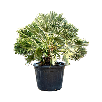 Chamaerops humilis 'Vulcano' 5CHHVBU50
