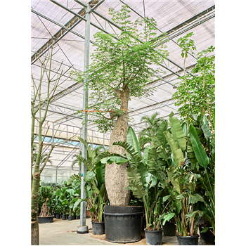 Chorisia speciosa 4CHSPSS20