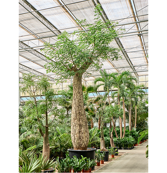 Chorisia speciosa 4CHSPSS10