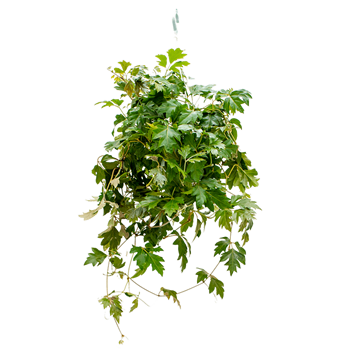 Cissus rhombifolia 'Ellen Danica' 4CIEDHA17