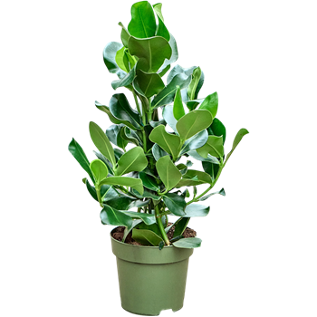 Clusia rosea 4CLROTU24
