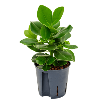 Clusia rosea 'Princess' 2CLRP1T10