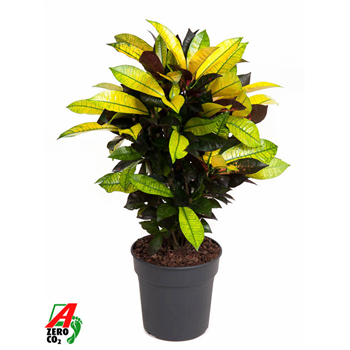 Kroton variegatum 'Mrs Iceton' F00002281