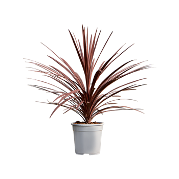 Cordyline australis 'Red Star' 4CORSTU24