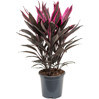 Cordyline fruticosa 'Tango' 4COTATU19