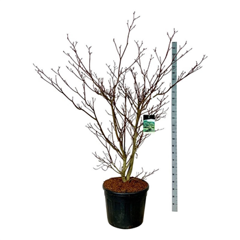 Cornus controversa 'Pagoda' F00007450