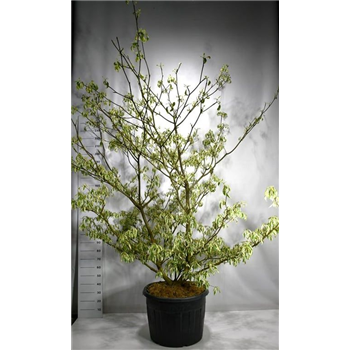 Cornus controversa 'Variegata' F00006105