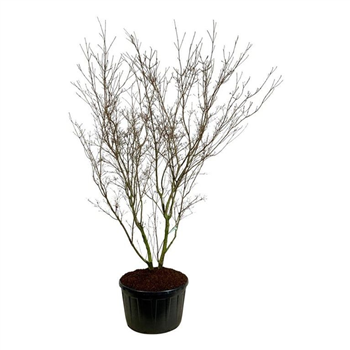 Cornus kousa 'China Girl' F00007258