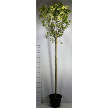 Cornus kousa 'China Girl' F00006019
